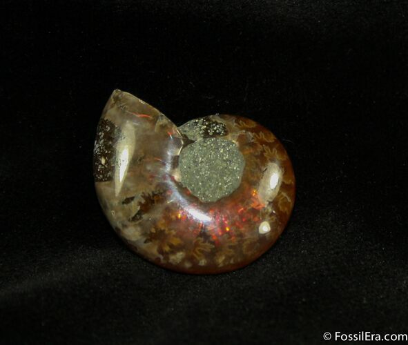 Small Flashy Red Iridescent Ammonite #1473